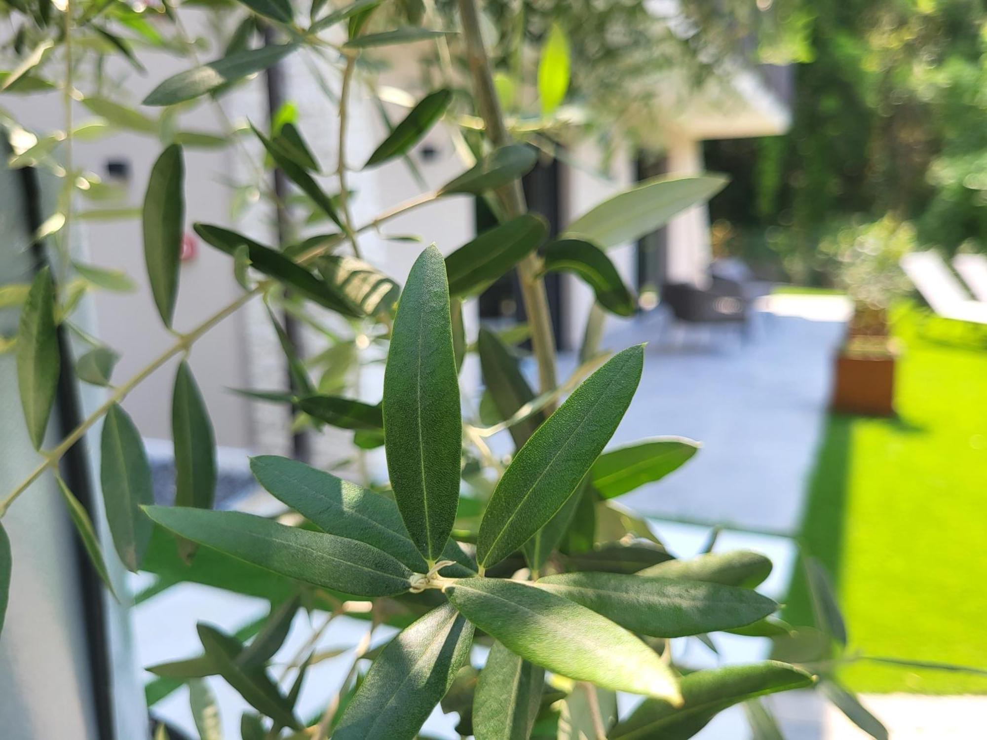 Attilio High Living Suites - Adults Only 托里德尔贝纳科 客房 照片